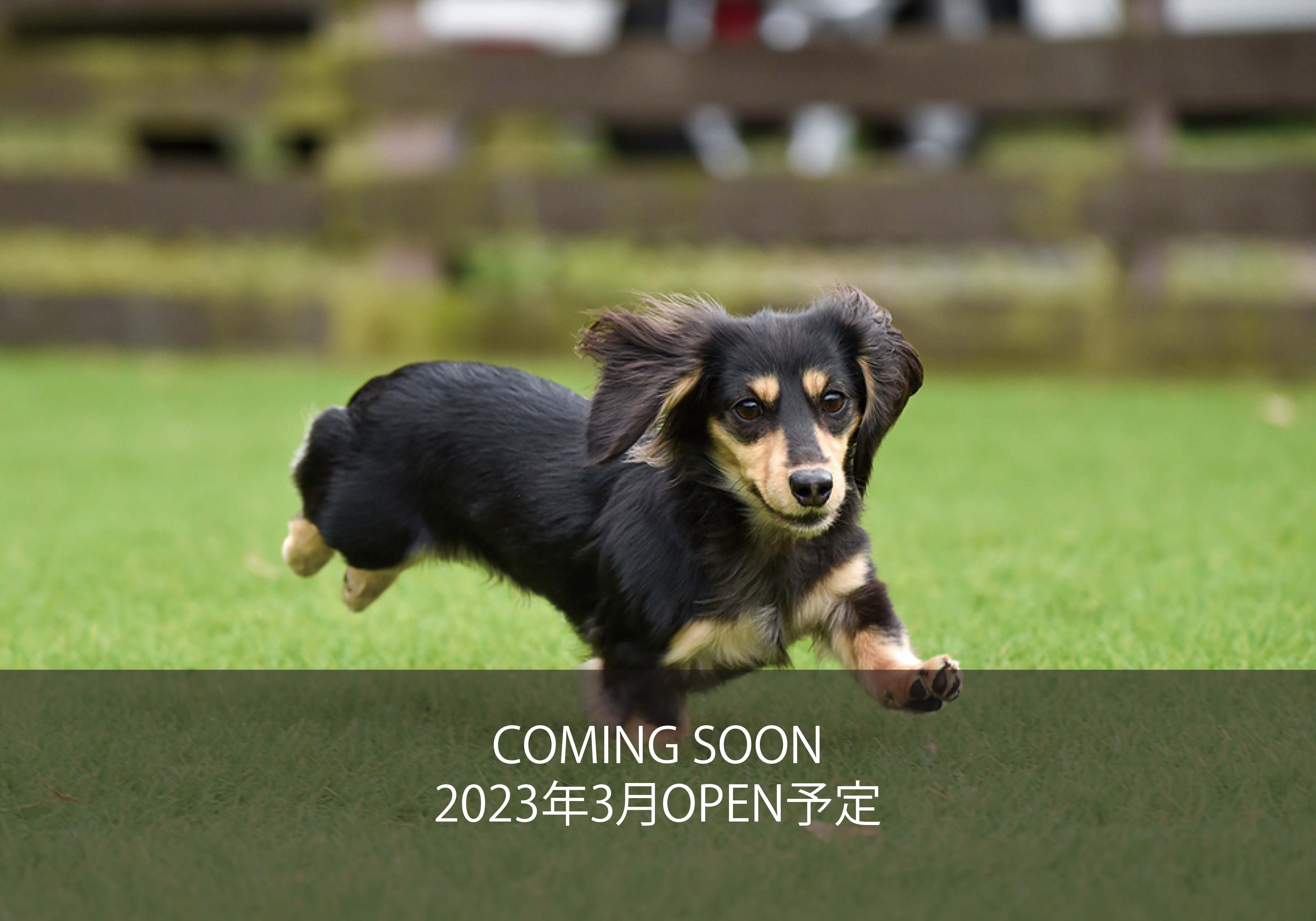 ドッグラン