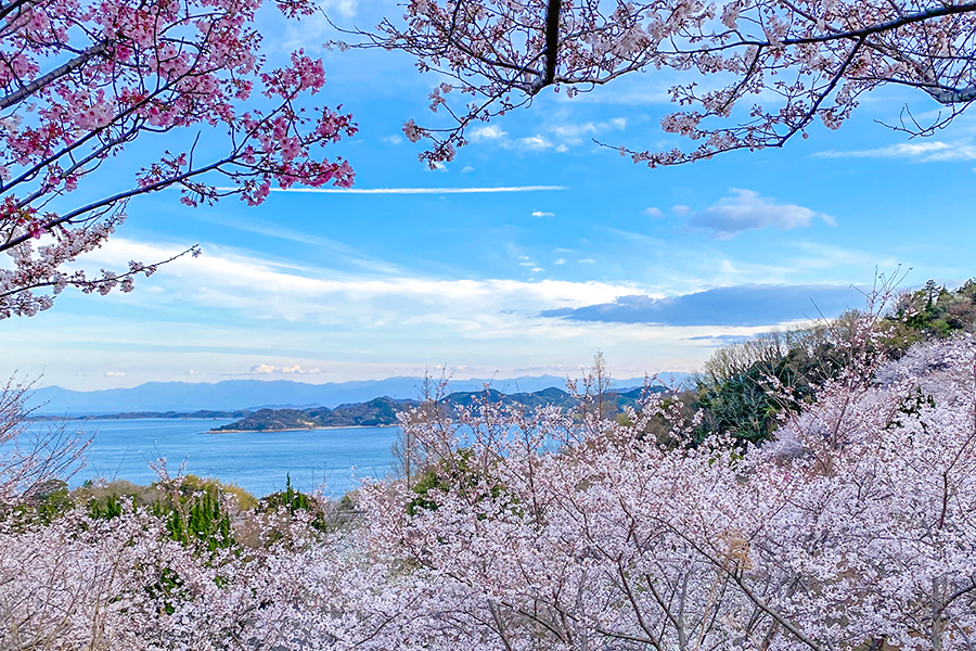 春には満開の桜